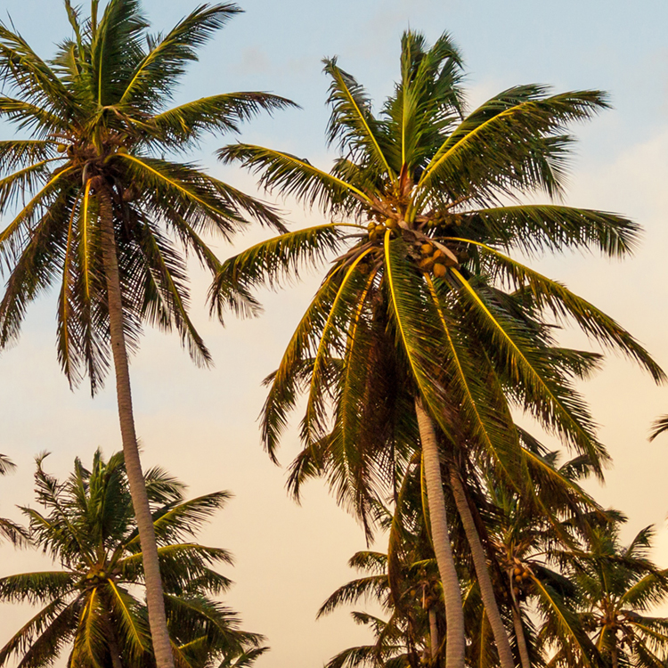 Camera angled toward the sky and looking up at several palm trees